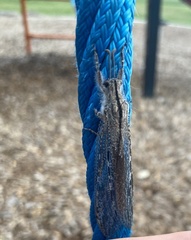 Heoclisis