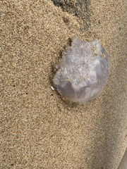 Dactyliophorae