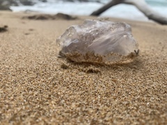 Dactyliophorae