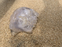 Dactyliophorae