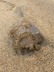 Dactyliophorae