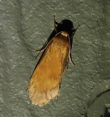 Lambula obliquilinea