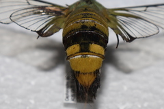 Cephonodes australis