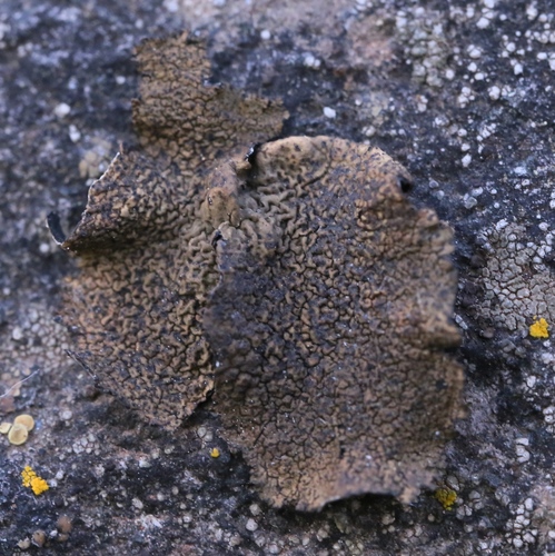 iNaturalist observation photo of Rock Tripes