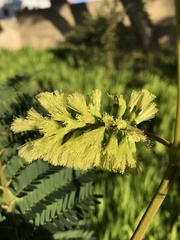 Paraserianthes lophantha