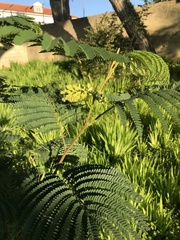Paraserianthes lophantha