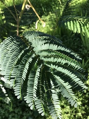 Paraserianthes lophantha