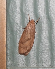 Lambula obliquilinea