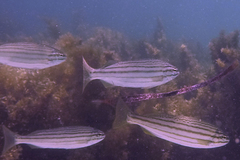 Helotes octolineatus