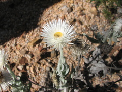 Coronidium newcastlianum