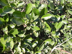 Magnoliopsida