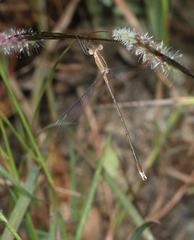Lestes viridulus
