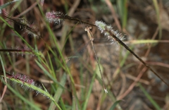 Lestes viridulus