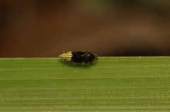 Tropidocephala