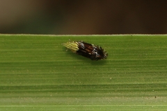 Tropidocephala