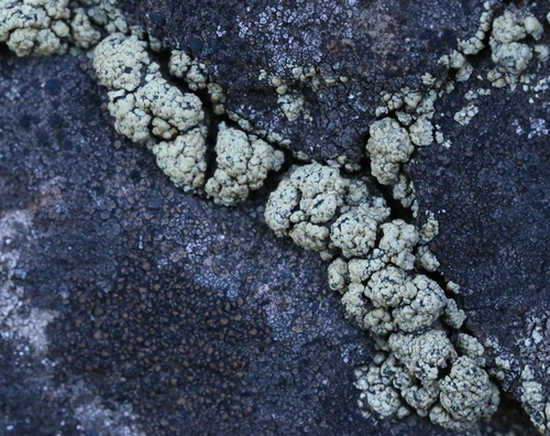 iNaturalist observation photo of Ascomycete Fungi