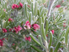 Grevillea lanigera