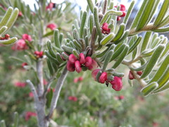Grevillea lanigera