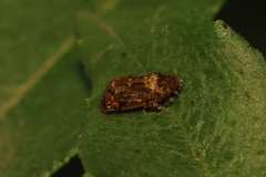Deferunda