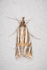 Hednota bifractellus