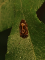 Deferunda