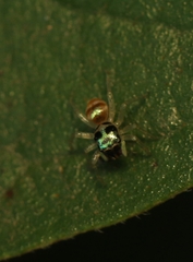 Phintella vittata