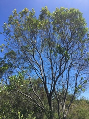Persoonia lanceolata