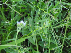 Lobelia concolor