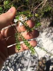 Epacris pulchella
