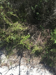 Epacris pulchella