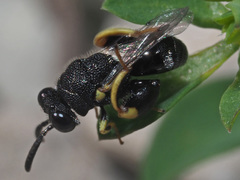 Brachymeria minuta