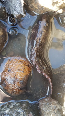 Acanthoclinus fuscus