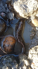 Acanthoclinus fuscus