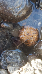 Acanthoclinus fuscus