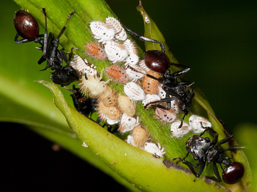 Membracis luizae