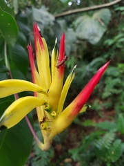 Heliconia hirsuta