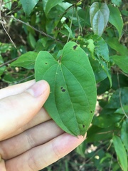 Dioscorea transversa