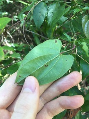 Dioscorea transversa