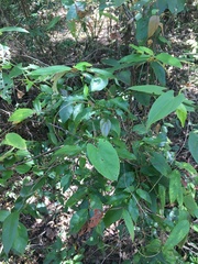 Dioscorea transversa