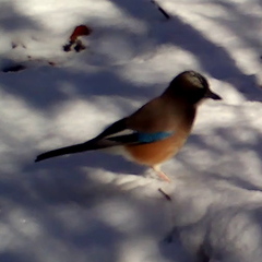 Garrulus glandarius japonicus