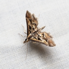 Diasemia grammalis