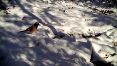 Garrulus glandarius japonicus