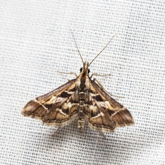 Diasemia grammalis