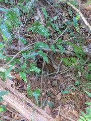 Manis pentadactyla pentadactyla