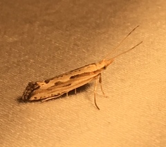 Plutella porrectella