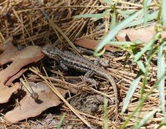Sceloporus graciosus vandenburgianus