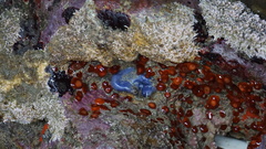 Asterocarpa coerulea