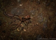Leptomyrmex cnemidatus