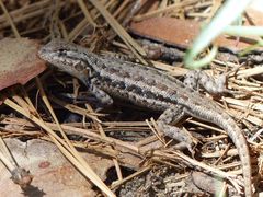 Sceloporus graciosus vandenburgianus