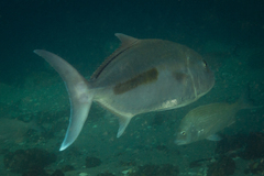Seriola hippos